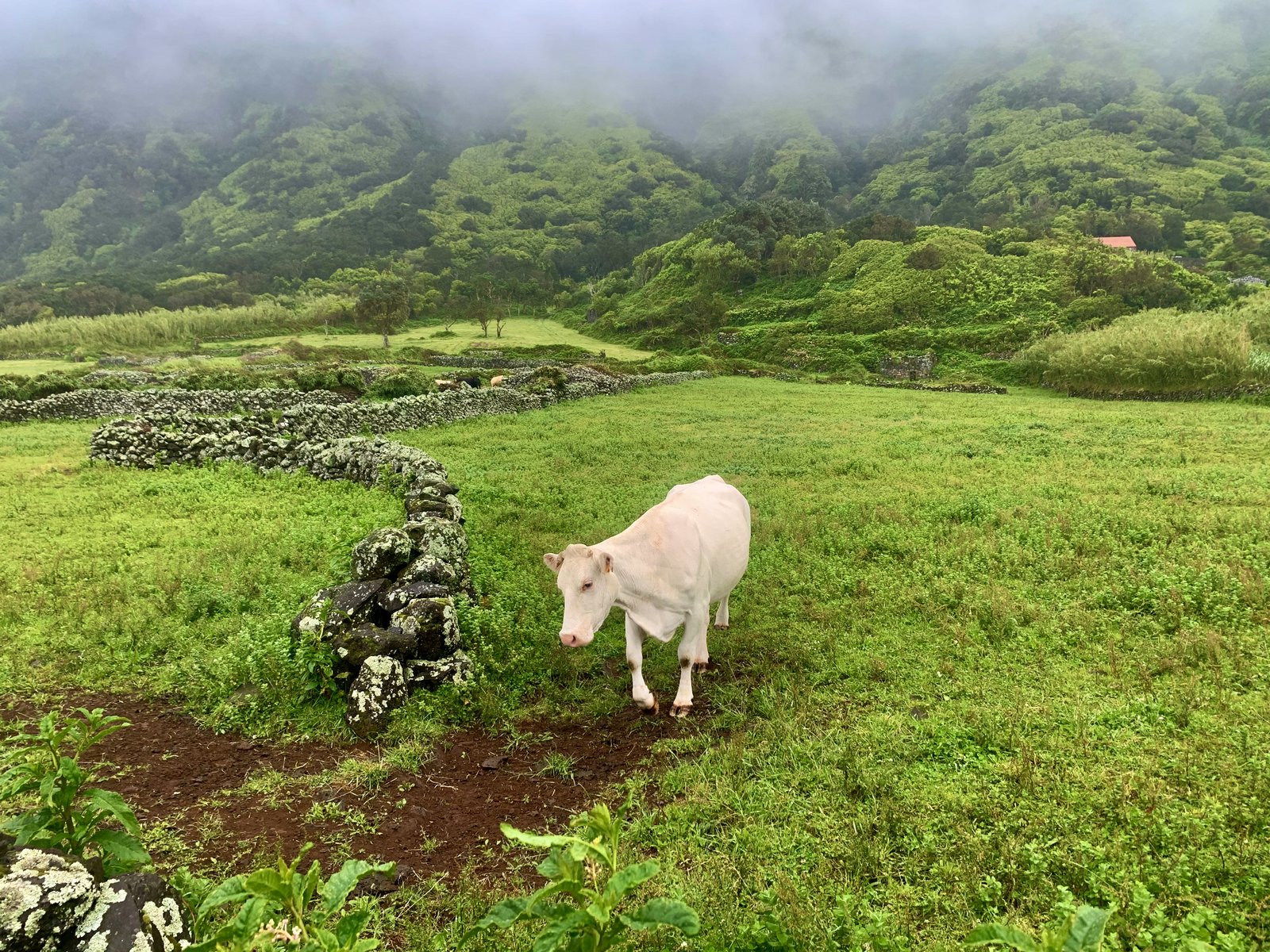 Lush Azorean pasture, stone walls, fog coming down the hills — the reason the cheese is so good.