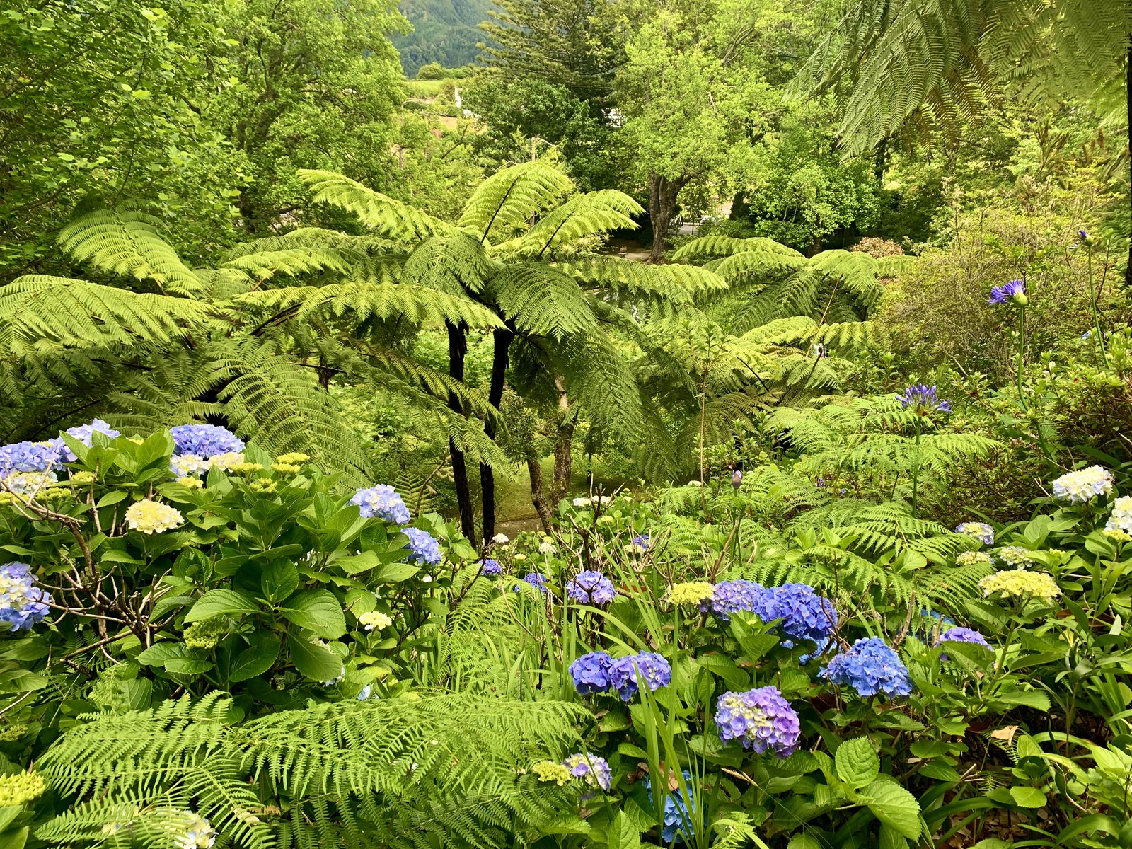 Blue hydrangeas and tree ferns at Furnas — spring in the Azores is corridors of purple and blue.