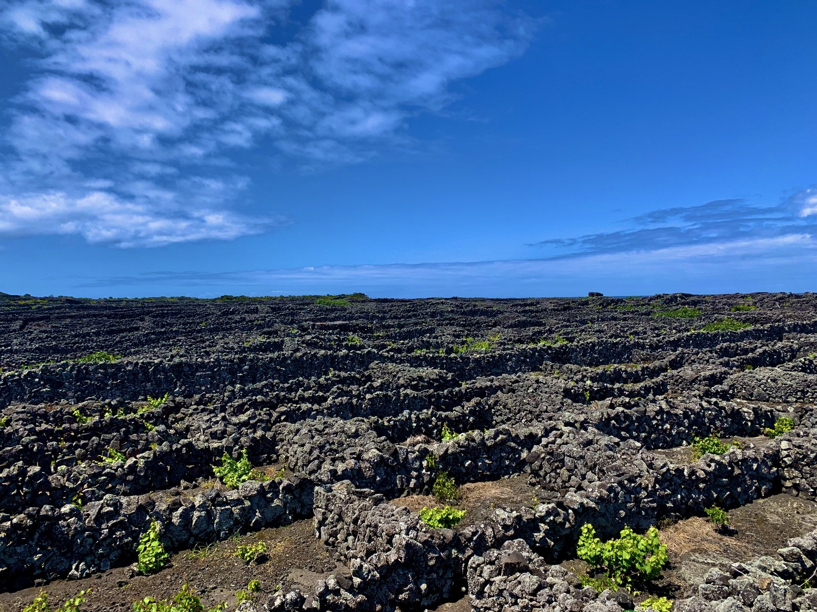 Stone-walled vineyards on Pico — generations of work to shelter each vine from the Atlantic wind.