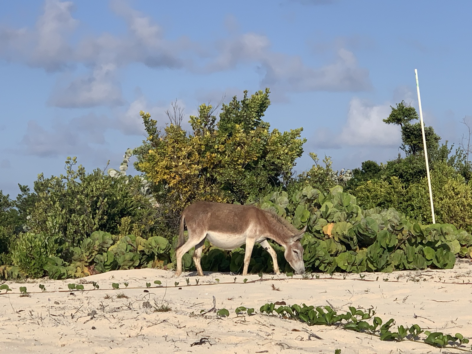 One of Barbuda's famous wild donkeys grazing at the edge of the beach