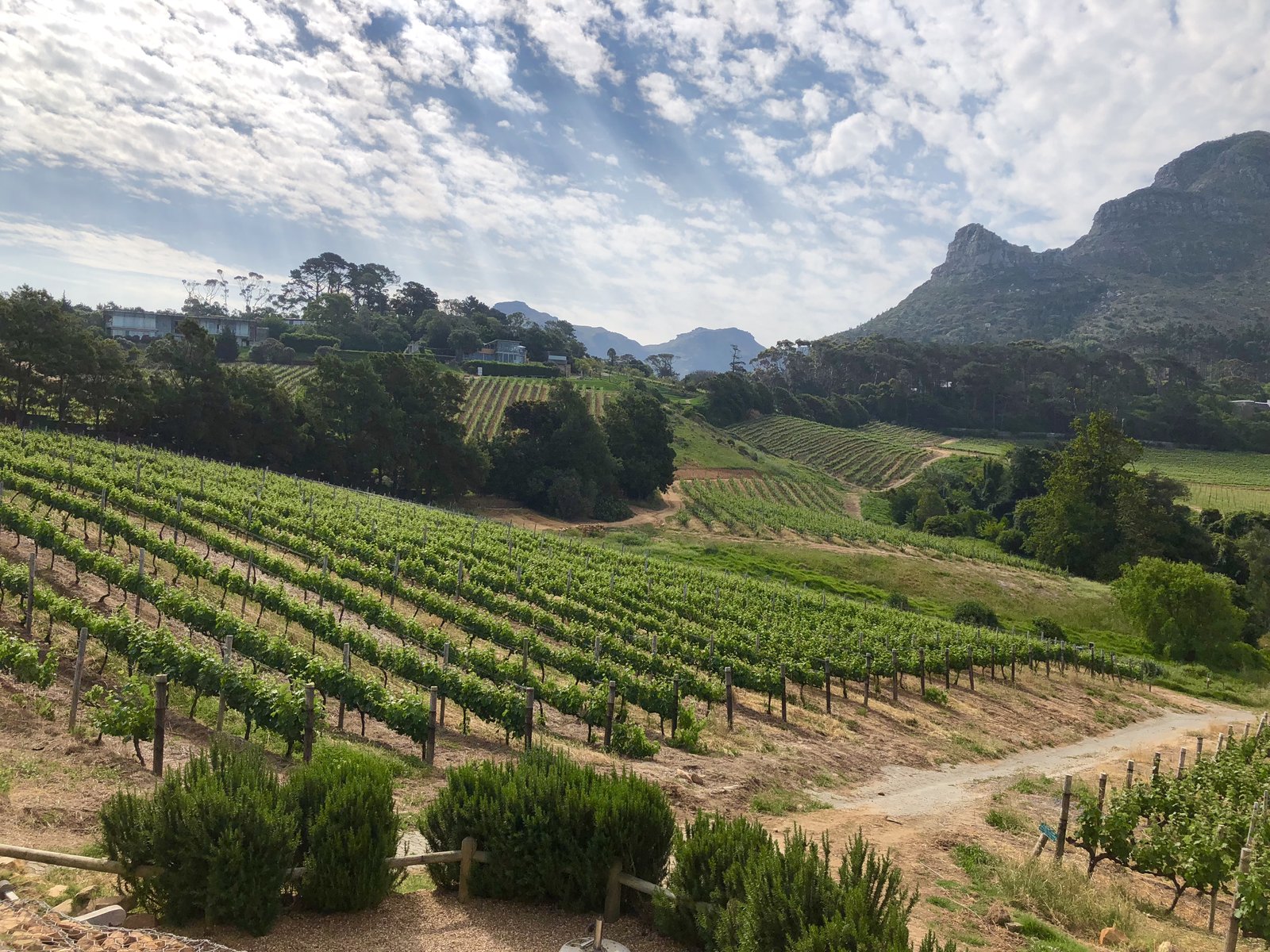 Vineyards in the Constantia Valley, mountains rising behind