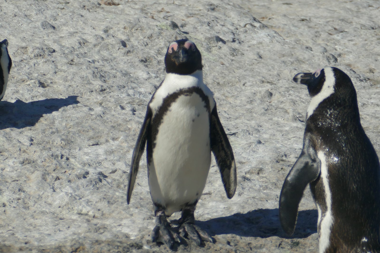 African penguins at Boulders Beach, Simonstown