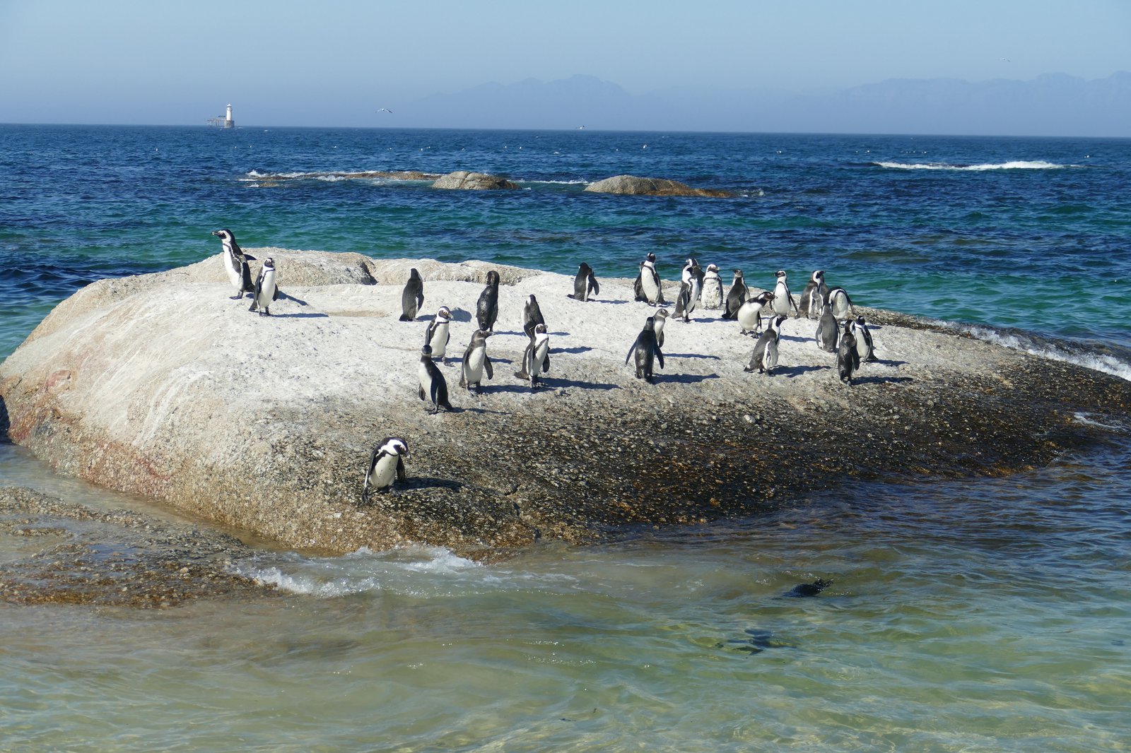 A colony of African penguins on a granite boulder at Boulders Beach