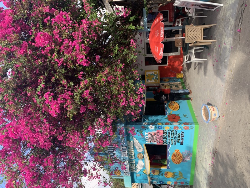 A brilliant bougainvillea tree in full bloom beside a painted Caribbean food kiosk