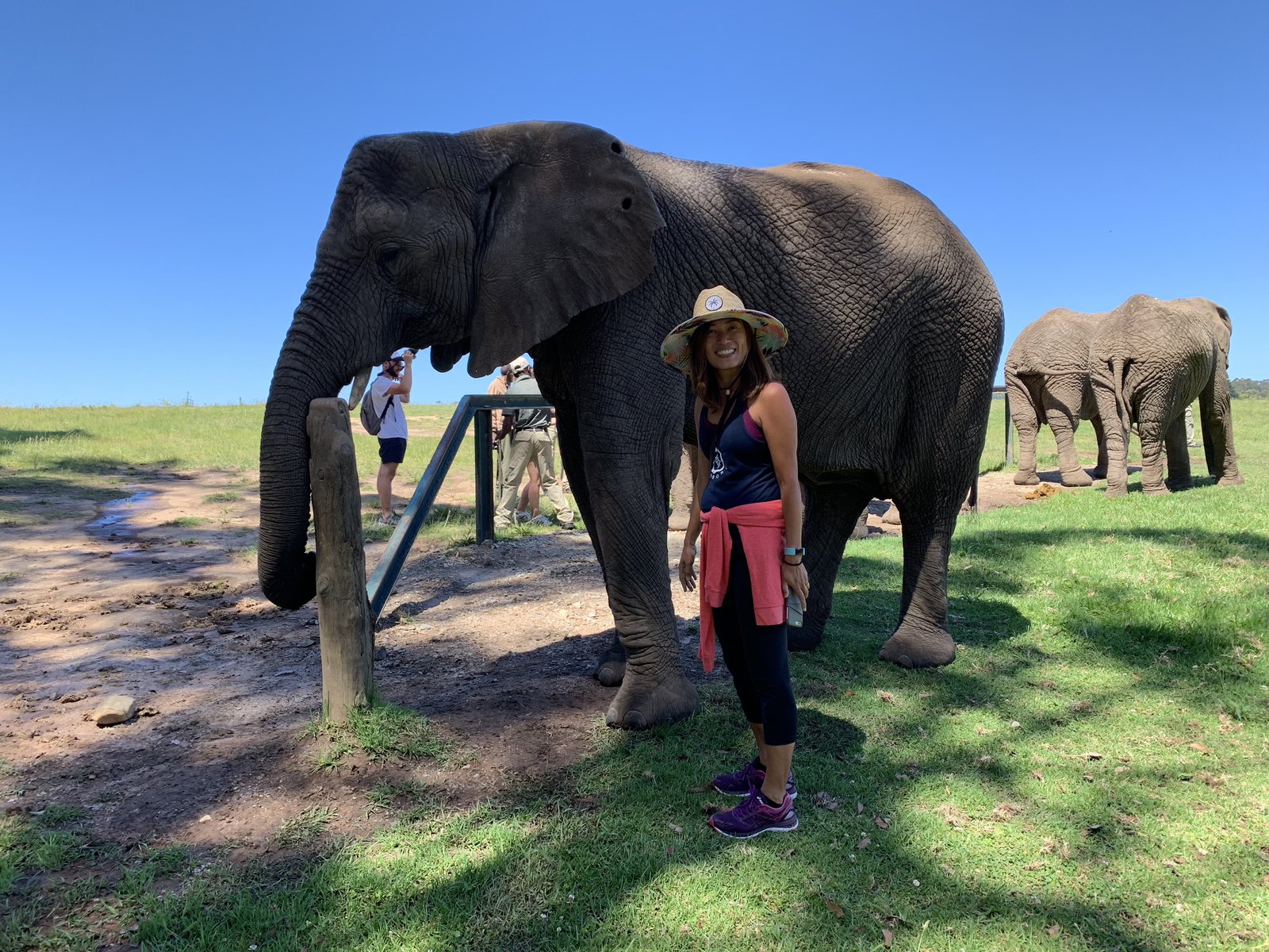 Yuka up close with one of the Knysna elephants at the sanctuary