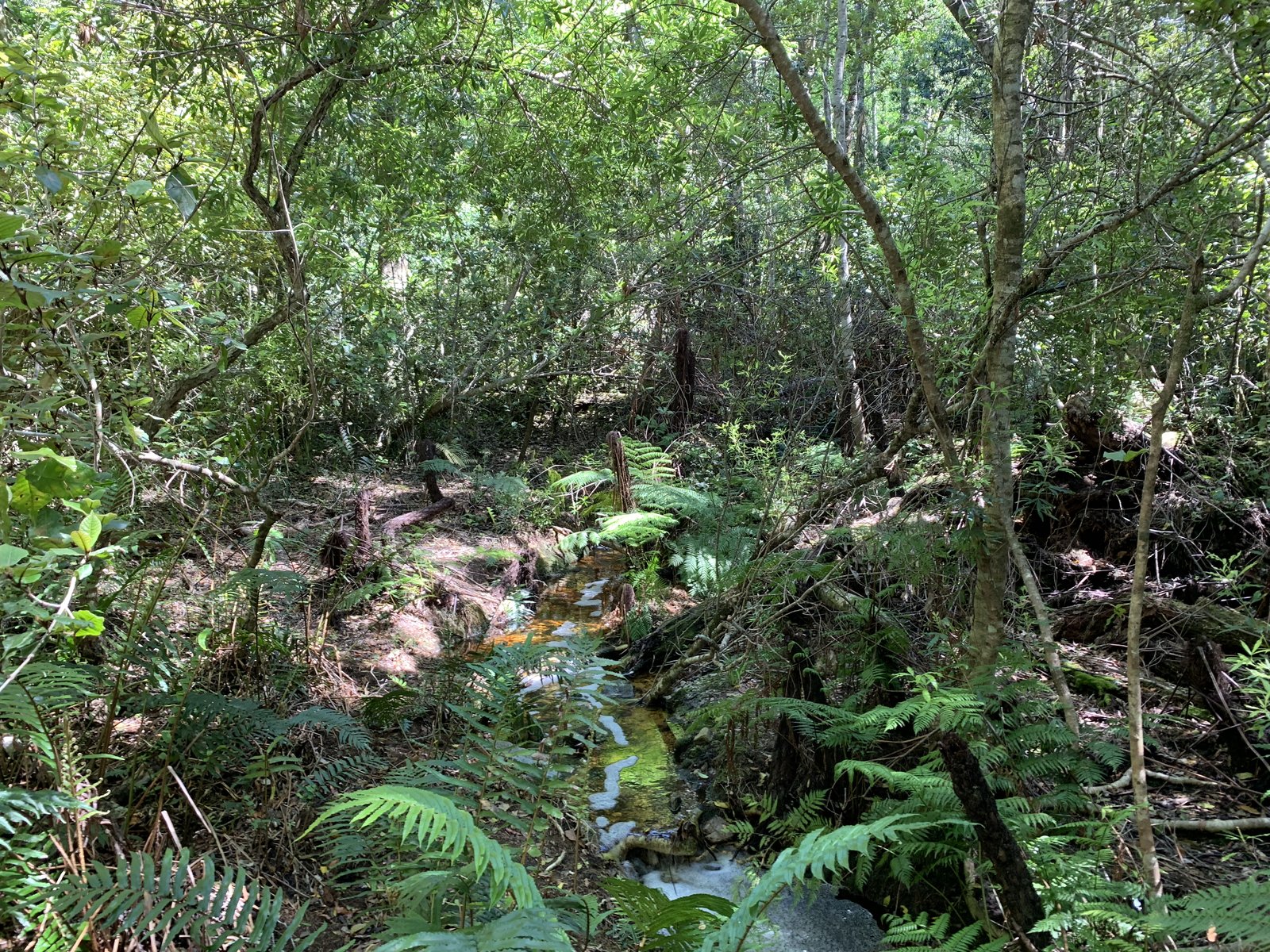 Ancient ferns and yellowwood trees along the forest floor