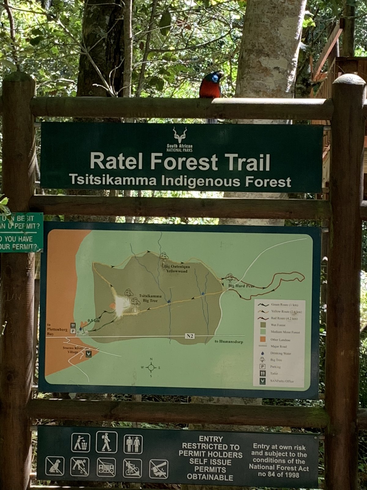 The Ratel Forest Trail through the Tsitsikamma Indigenous Forest