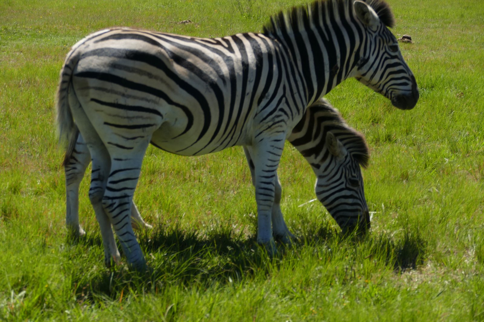 Zebras grazing in the open savanna