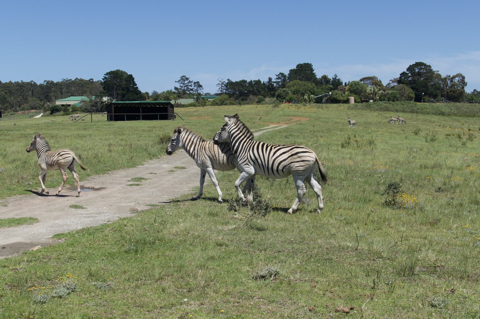A small herd of zebras on the game reserve