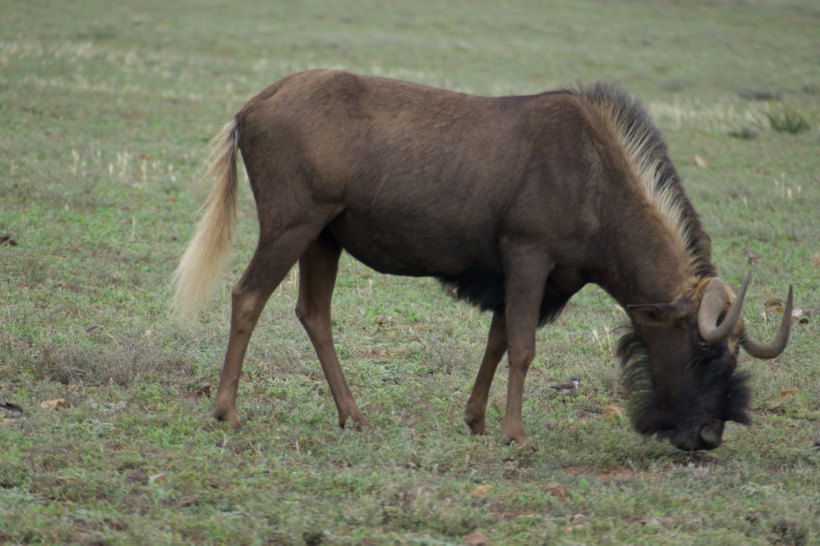 A black wildebeest grazing