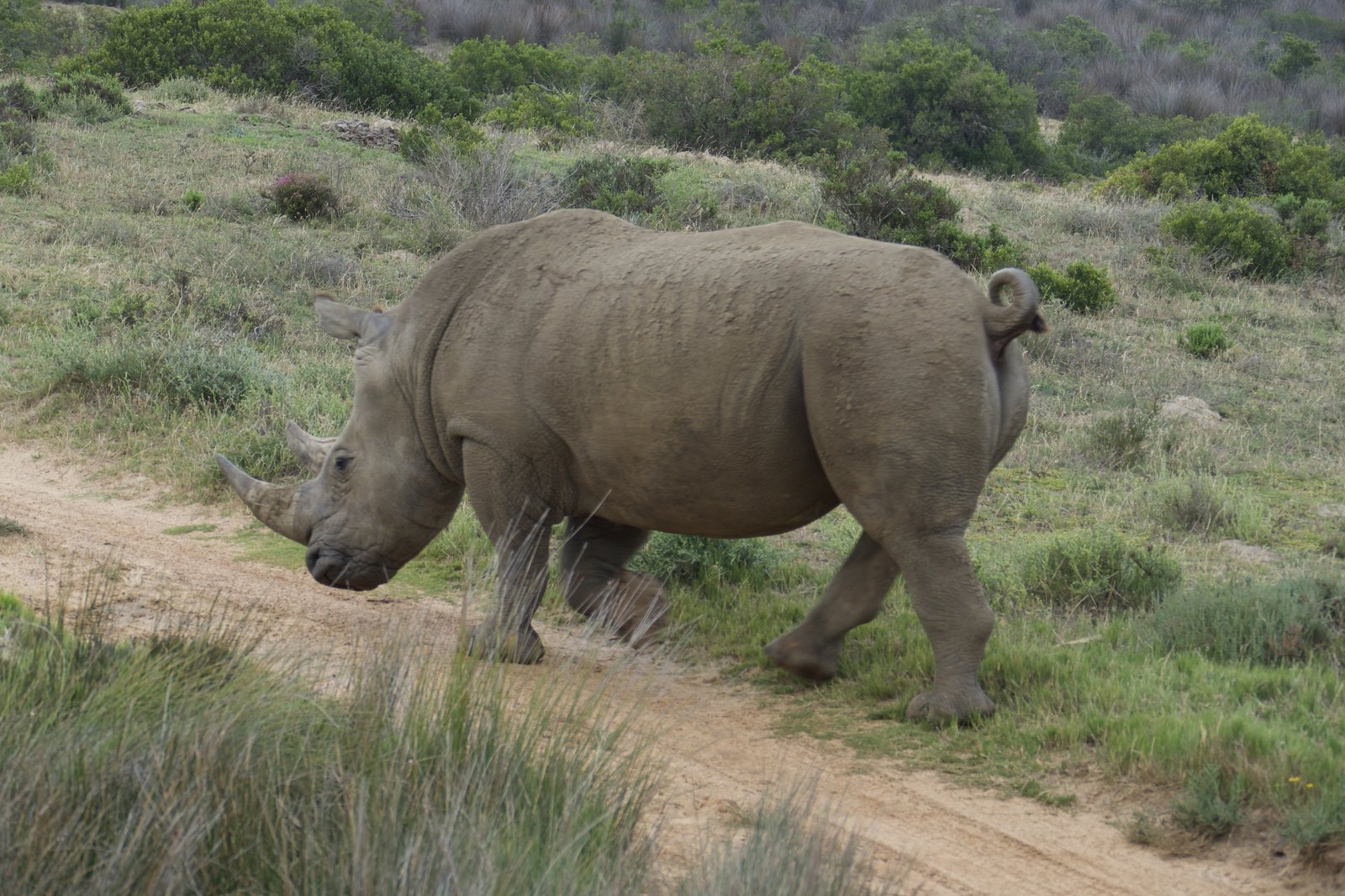 A white rhino on the jeep track