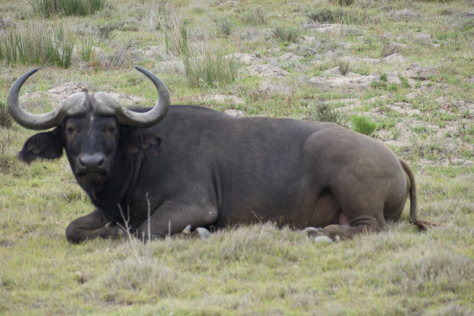 A Cape buffalo resting in the grass