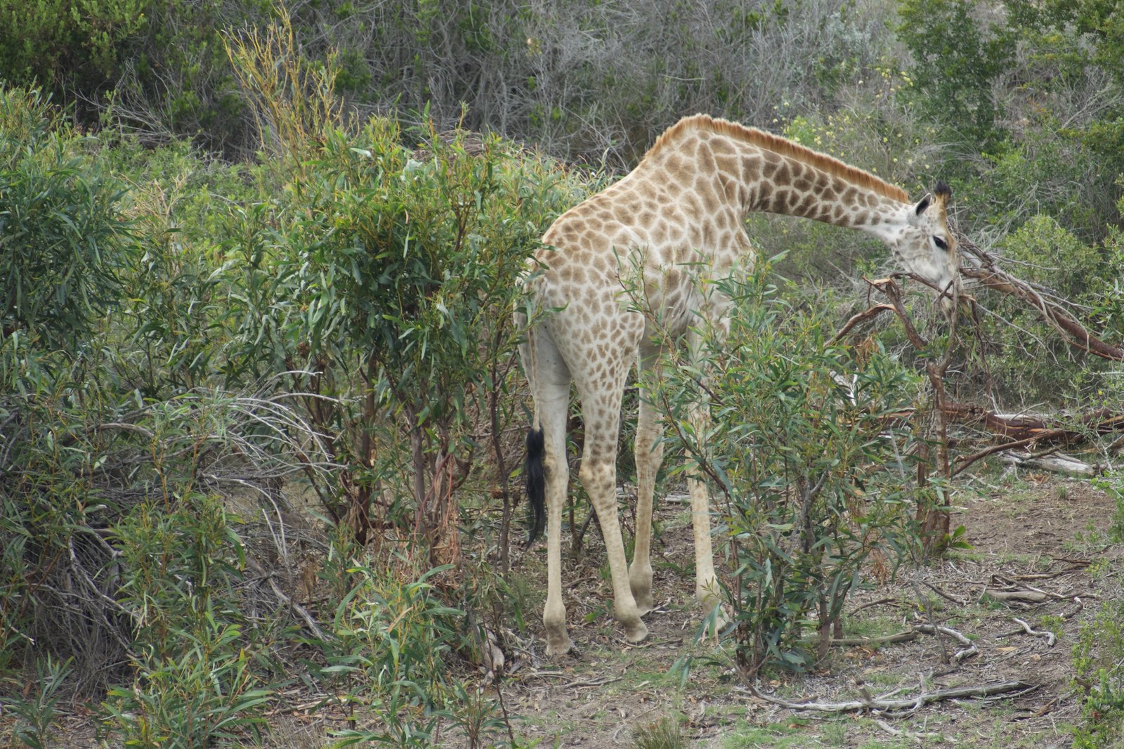A giraffe browsing in the bush