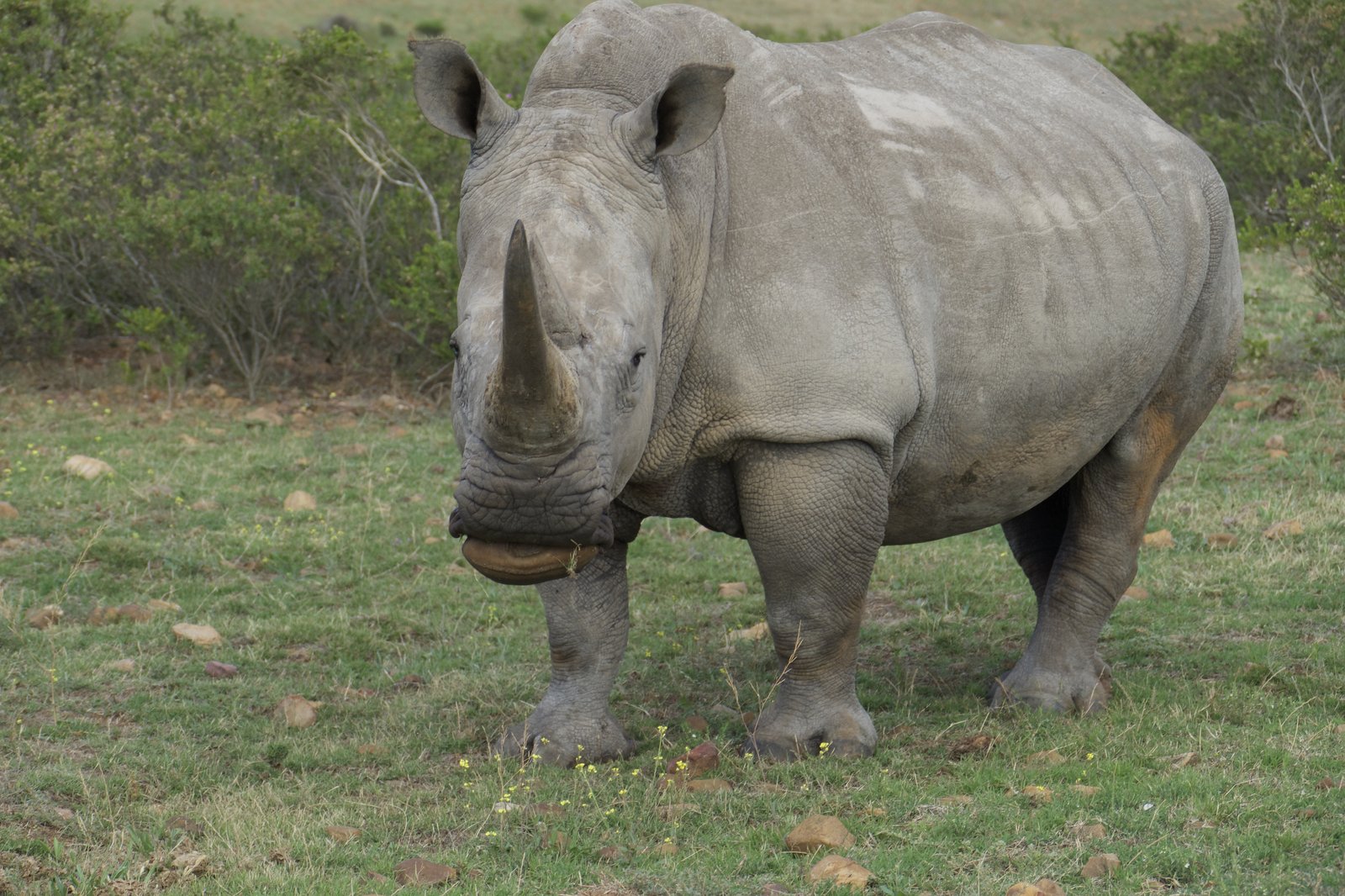 A white rhino at close range