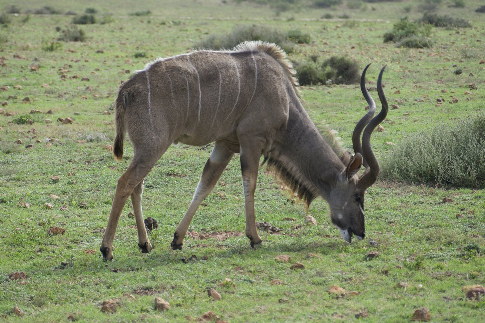 A greater kudu grazing