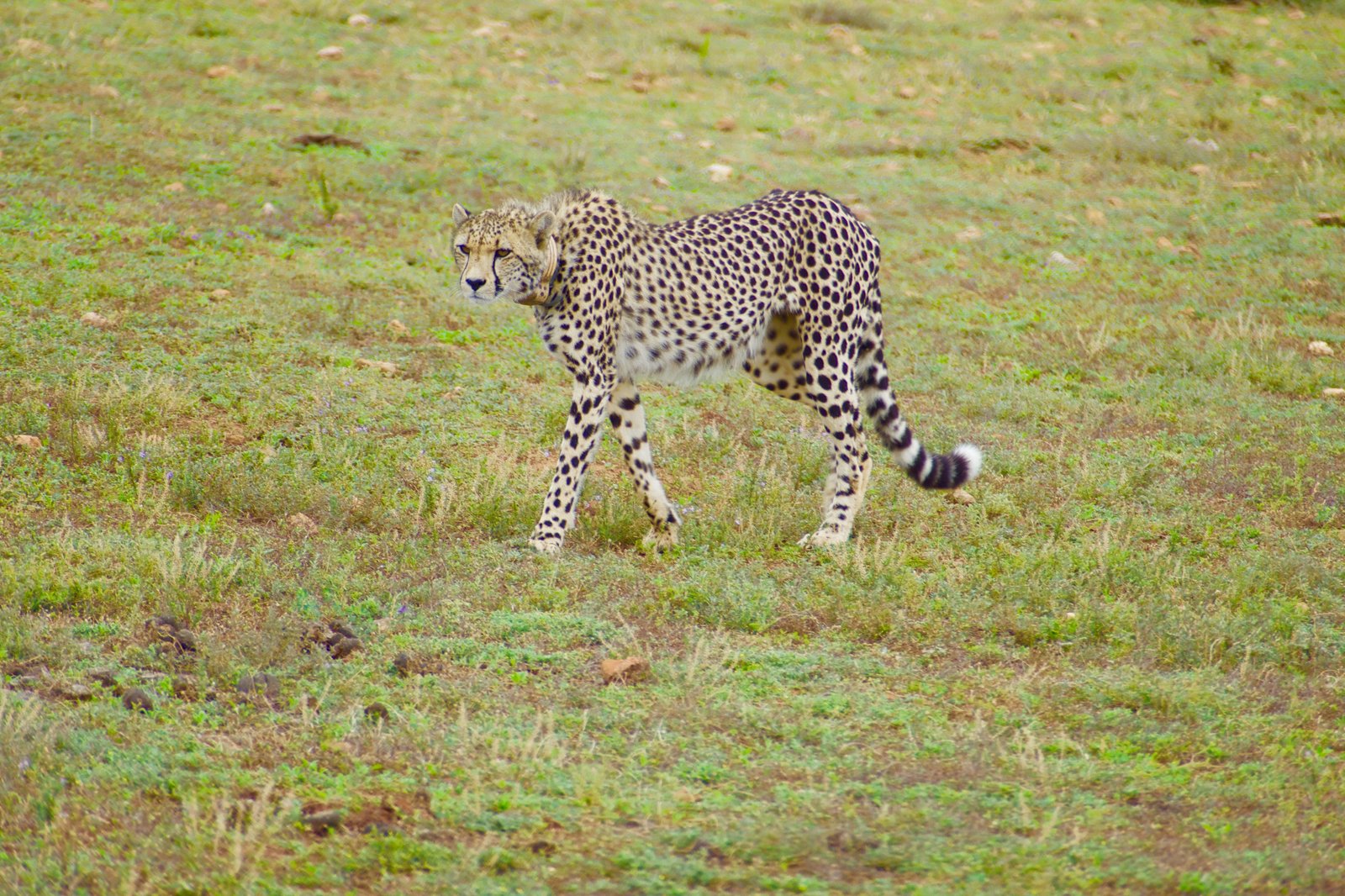 A cheetah stalking across the grassland — spotted at close range during the jeep safari