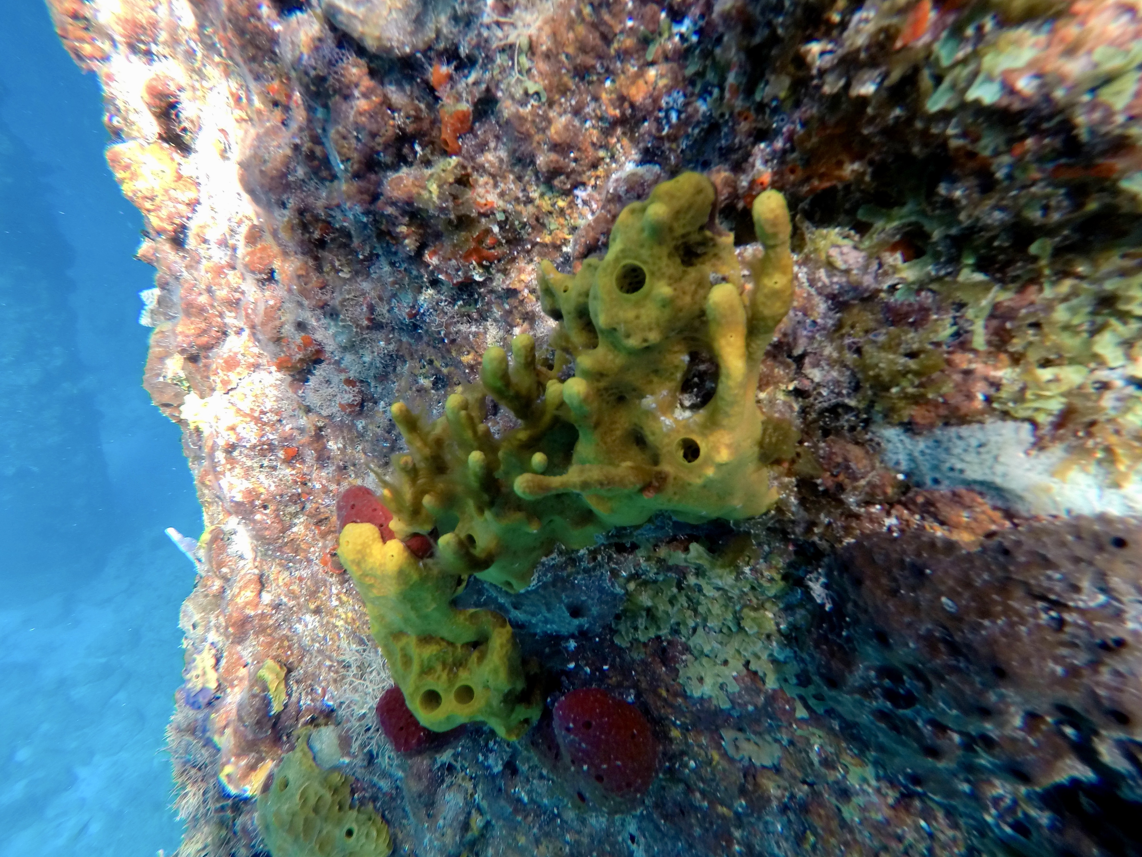 Coral under the pontoon
