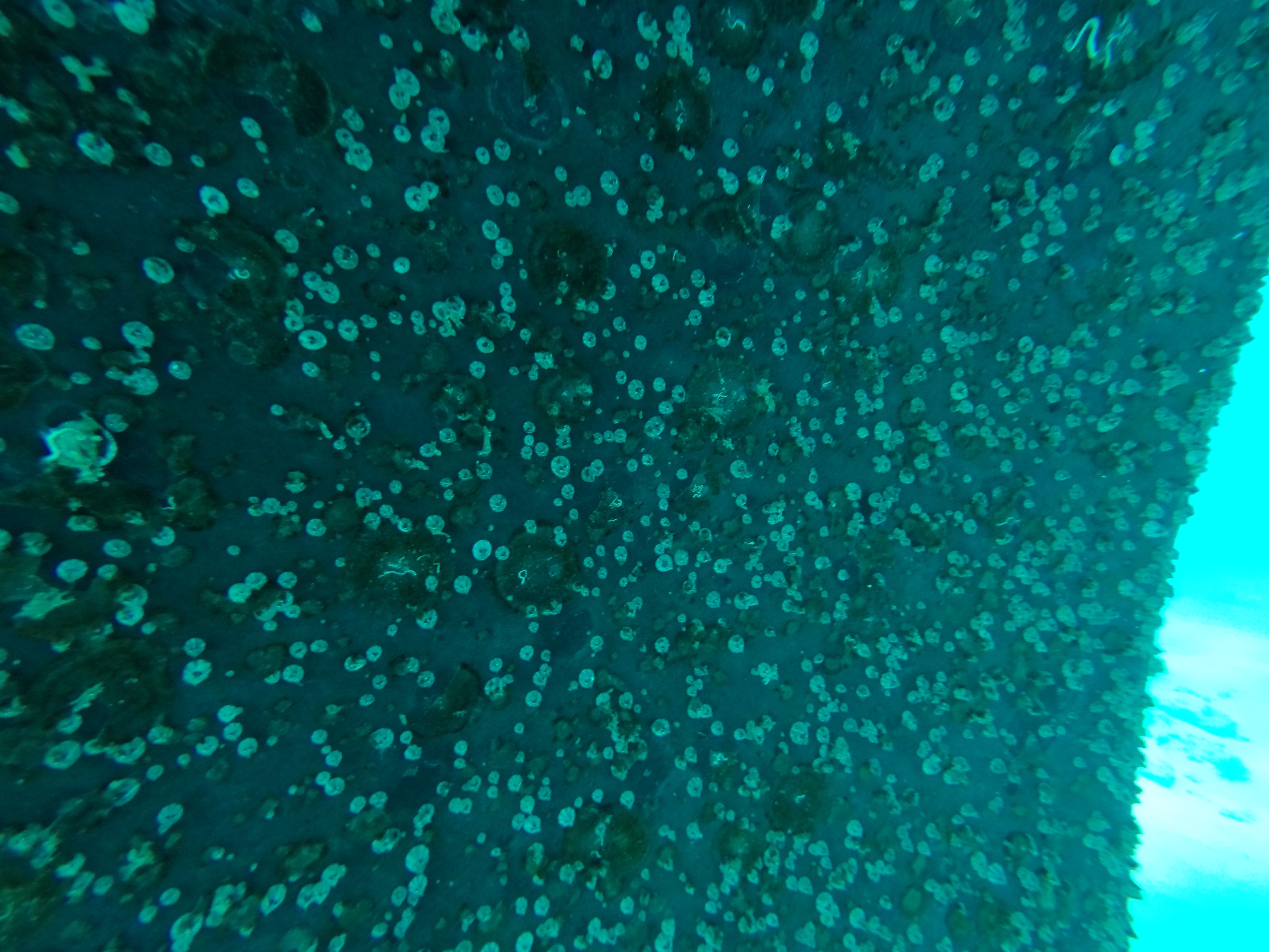 anti-fouling