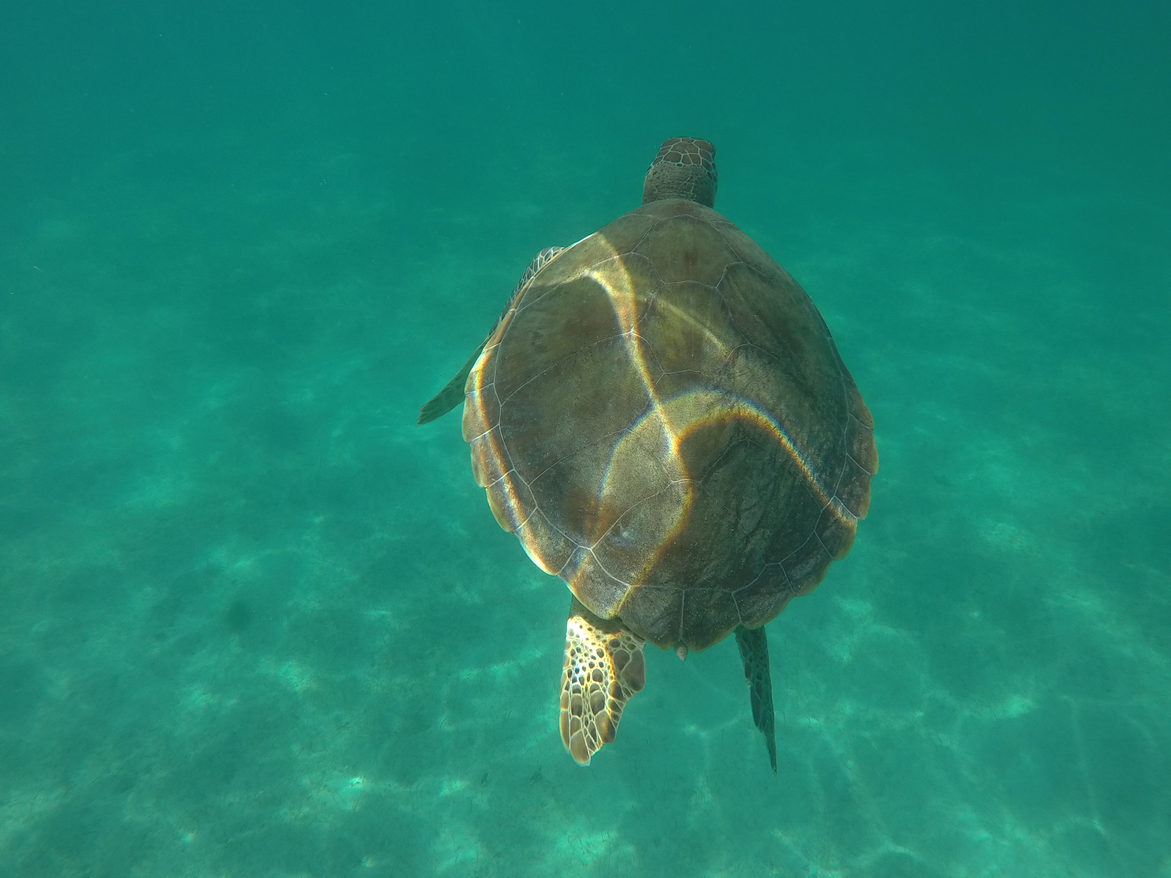 A sea turtle gliding through the crystal clear water around Carriacou