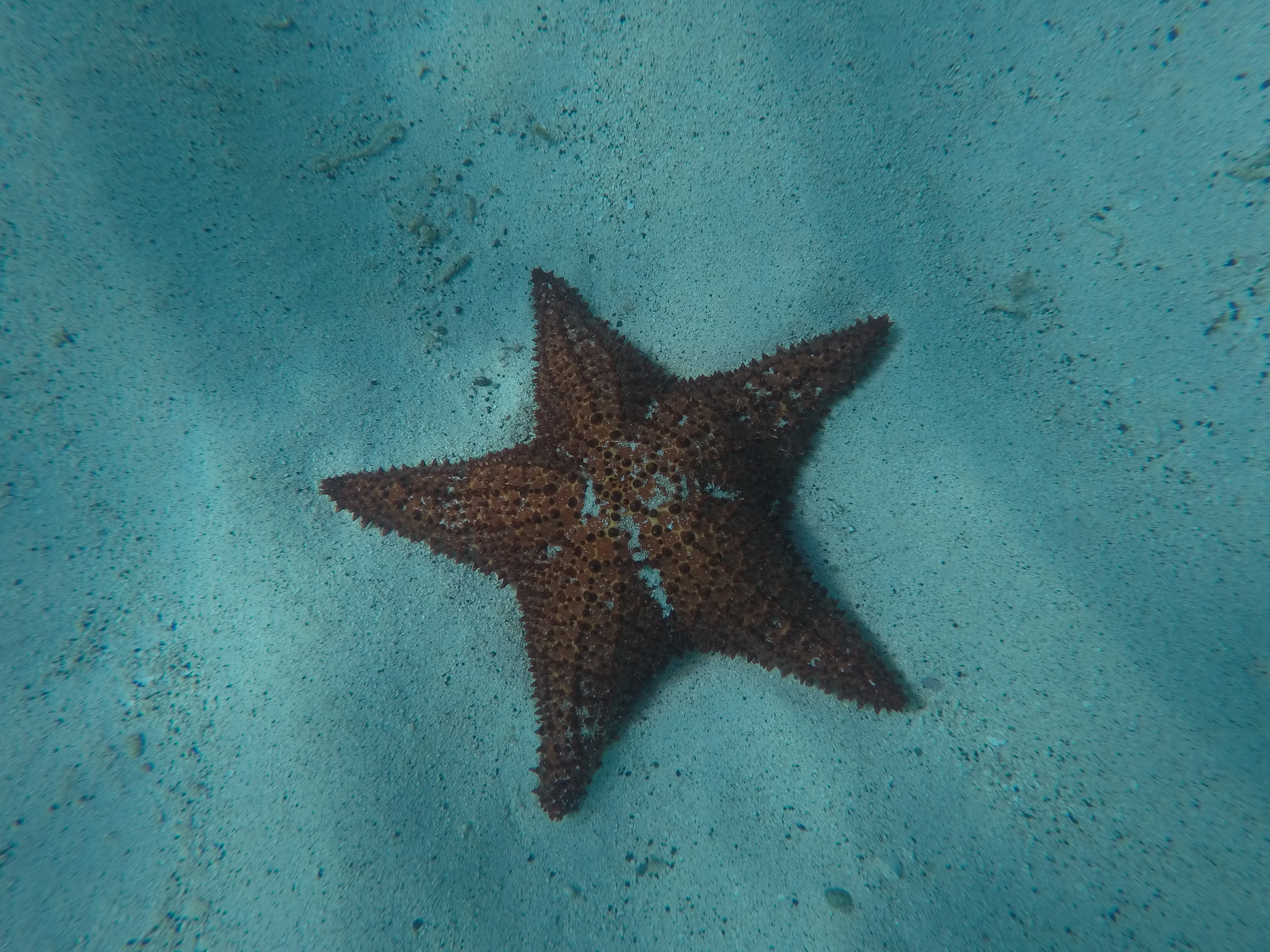Starfish on the sandy seafloor around Carriacou