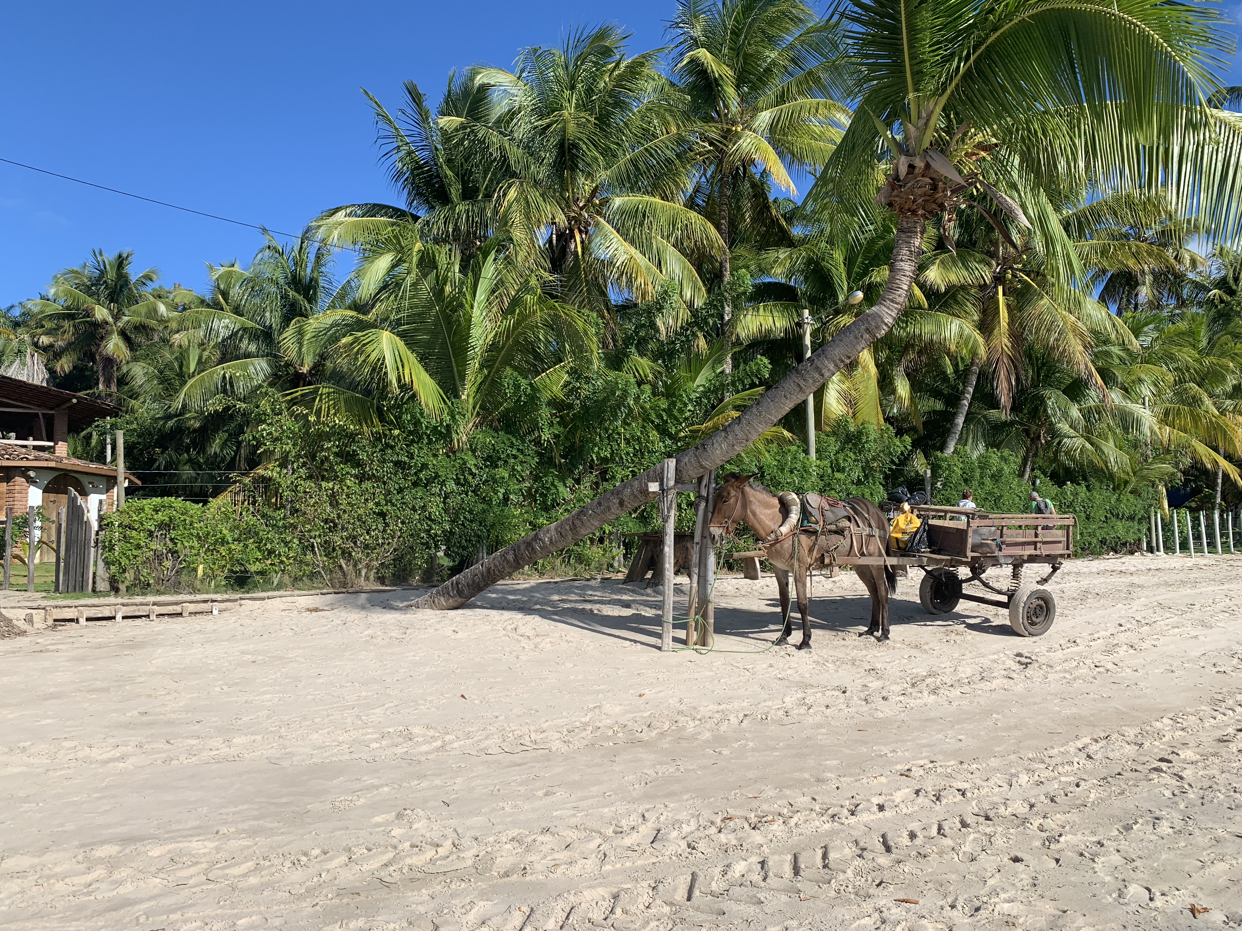 Uma carroça de cavalo parada à sombra de um coqueiro dramaticamente inclinado numa rua de areia de Boipeba
