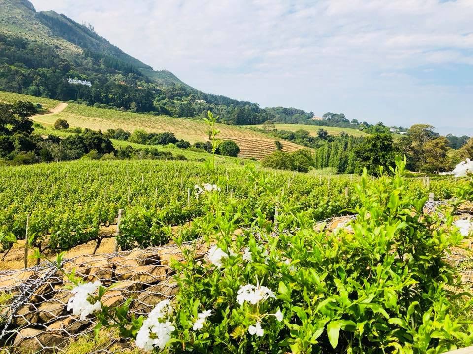 Constantia