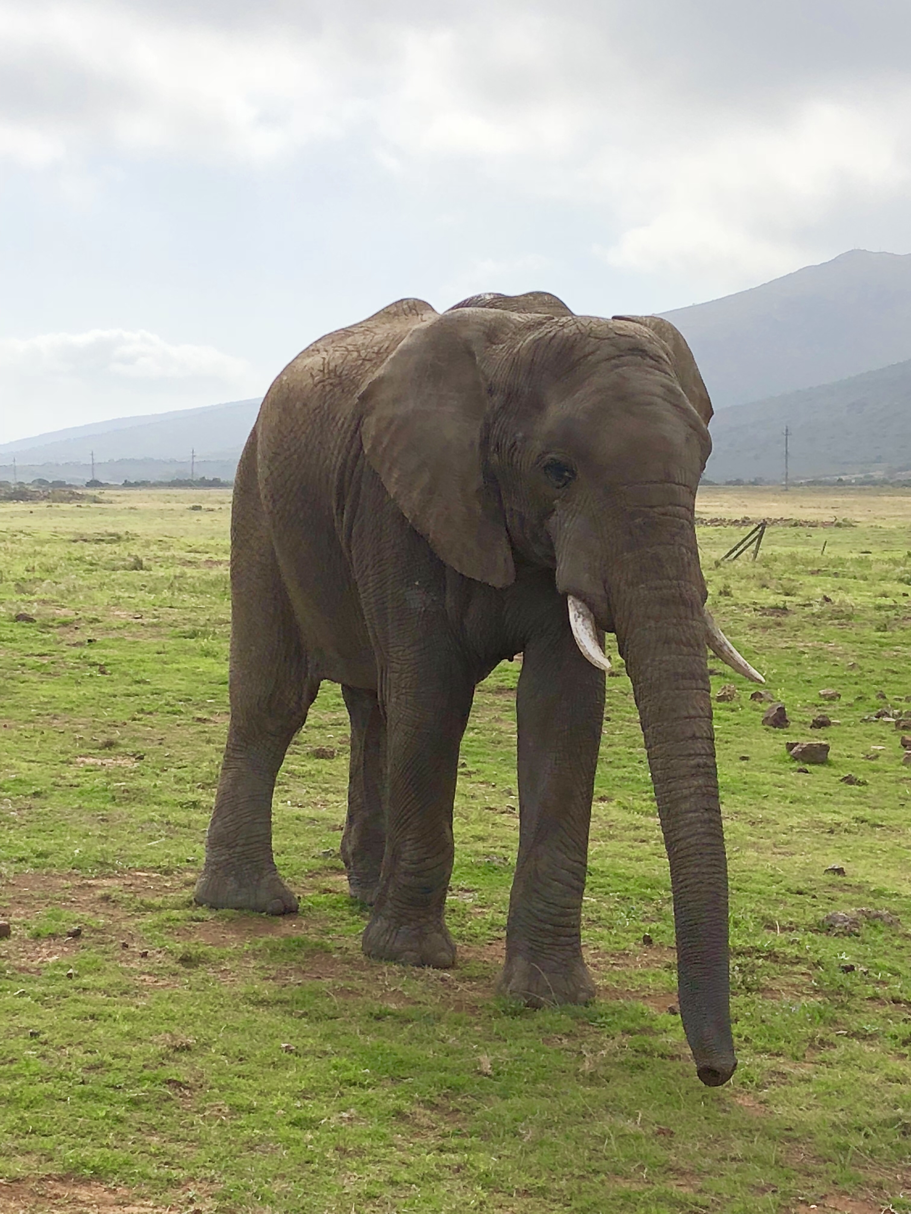 Knysna Elephant Park