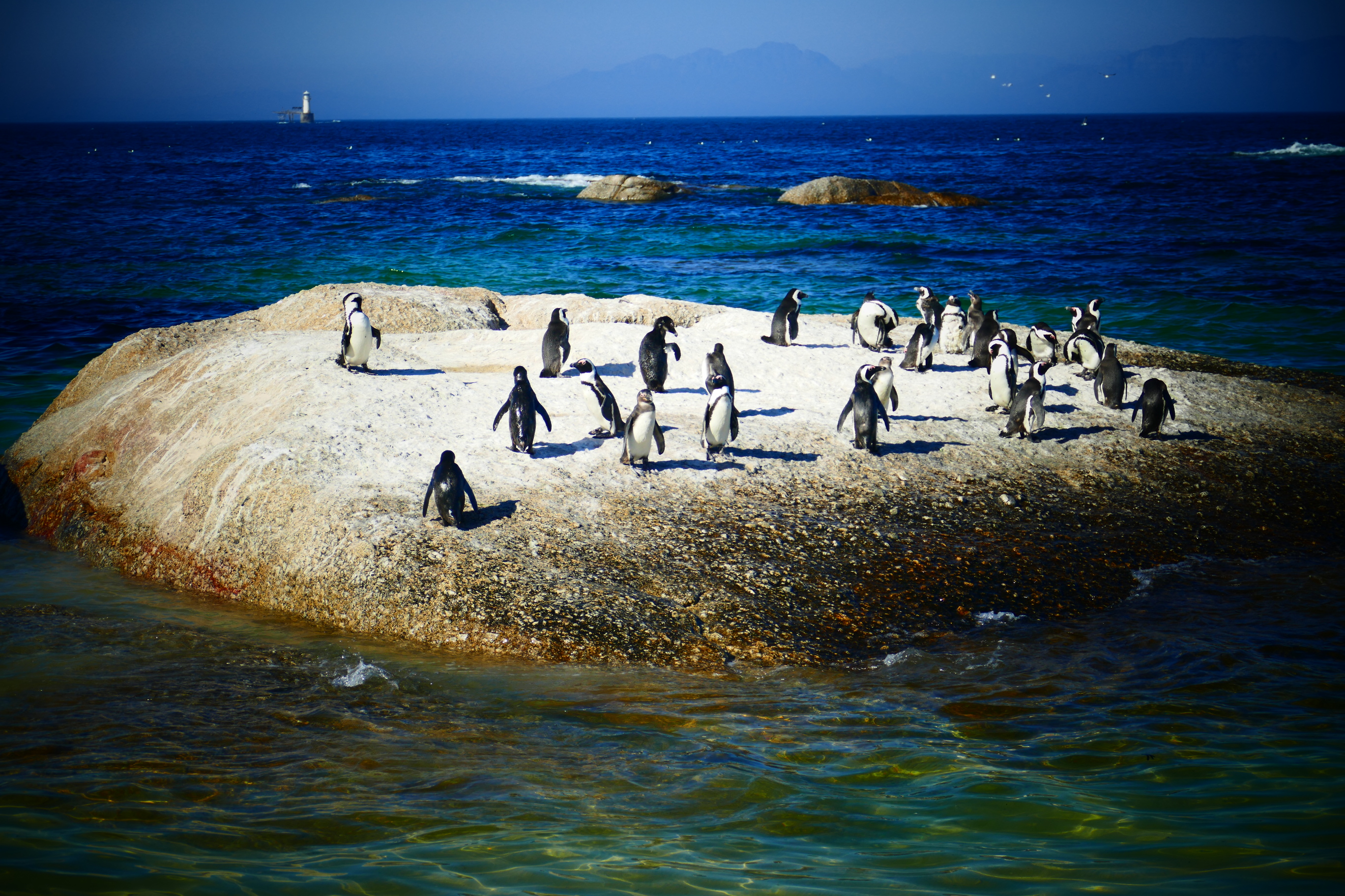 Penguins in Simon's Town