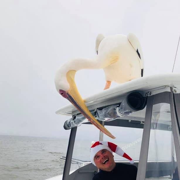 Pelican in Walvis Bay
