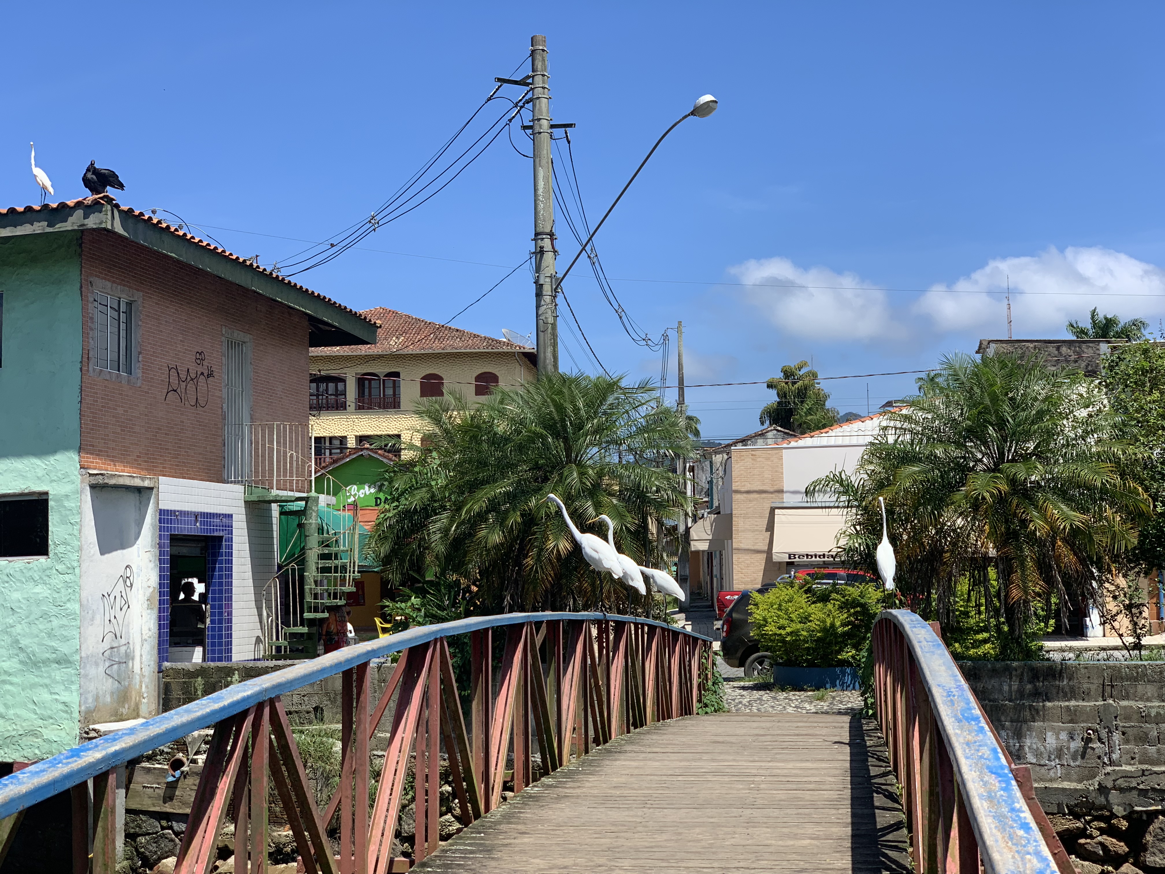 Egrets on the footbridge in Ubatuba